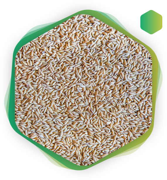 basmati rice manufacturer